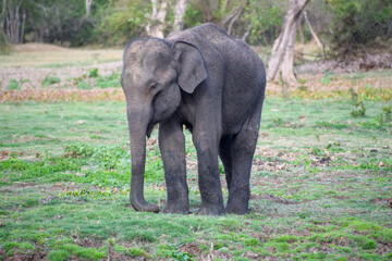 Fototapeta premium Cute Asian Elephant Calf Standing on Grassy Field