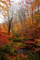 Golden light bathes the colorful autumn forest landscape, highlighting the vibrant yellow and orange foliage along a wood path