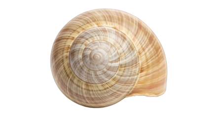 Close-up of a spiral seashell on a greenscreen background.