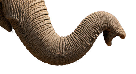 Close-up of an elephant's trunk on a greenscreen background.
