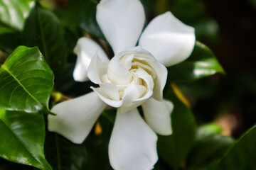 Gardenias, also known as cape jasmines, are highly fragrant and white. These shrubs thrive in warm climates, making them ideal for natural hedges.