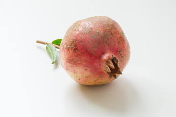 柘榴の実　白背景