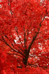 Bright red maple foliage covers the forest branches against a blue sky, showcasing the colorful autumn season