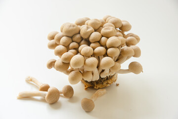 ブナシメジ　白背景