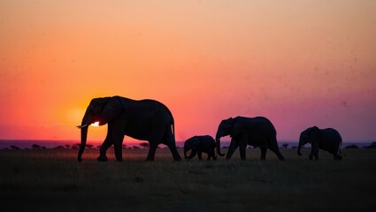 Fototapeta premium Majestic Elephants at Sunset in Natural Landscape