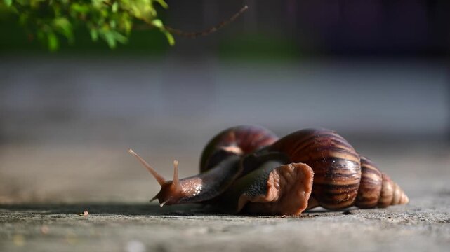 Close-up of two snails crawling on each other