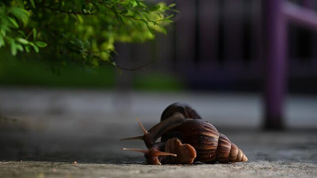 Close-up of two snails crawling on each other