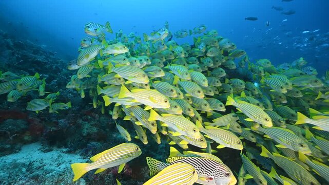 Schooling ribbon sweetlips, Plectorhinchus polytaenia, Raja Ampat Indonesia