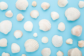 Different beautiful white sea shells on light blue table background. Pastel color. Seashells pattern. Closeup. Top down view.