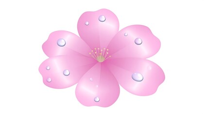 Fototapeta premium Pretty pink floral blossom with water droplets