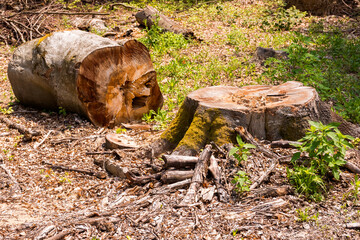 beech trees cut down in the deciduous forest. logs, trunks and stump on the ground. deforestation clearing background. carpathian nature scenery of ukraine in summer. devastating harvesting problem
