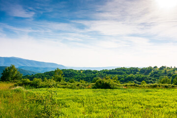Fototapeta premium beautiful mountain landscape with green hills in summer. rural field on a sunny day. rolling countryside scenery of ukraine with blue sky. grassy pasture of alpine region of transcarpathia
