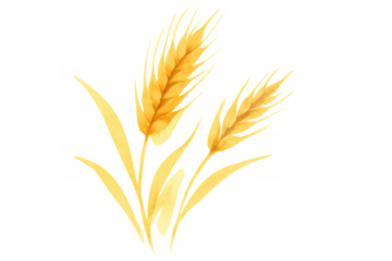 Golden wheat ears, a symbol of agriculture and healthy food, painted in watercolor style. Transparent background
