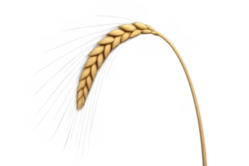 Golden ripe wheat ear bending, representing agriculture, food, and harvest on transparent background