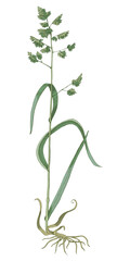 Orchardgrass botanical sketched illustration vector