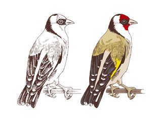 Goldfinch bird hand drawn vector illustration