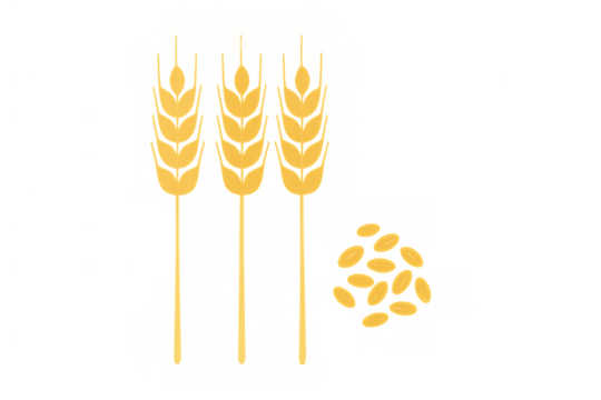 Wheat grain stalks and seeds showing agriculture, harvest, and food production on transparent background