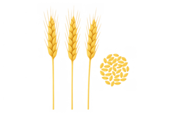 Golden wheat ears and grains illustrating agriculture, harvest, and food production concepts on transparent background