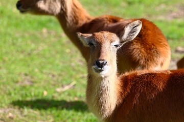 Young Moor Kob Gazing Directly at the Camera in a Sunny Meadow
