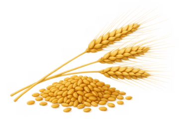 Wheat ears gathered with a pile of raw grain, illustrating cereal crops, farming, and organic food production
