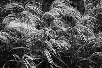 'Japanese pampas grass' is a symbol of autumn in Japan. The sight of silvery white pampas grass swaying in the breeze is beloved as one of the seven herbs of autumn.