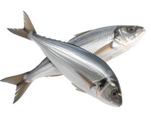 Two silver fish overlap, positioned for a symmetrical appearance, isolated on black