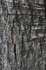 Closeup texture of natural tree bark background. Rough surface of trunk. Green moss on natural wood.