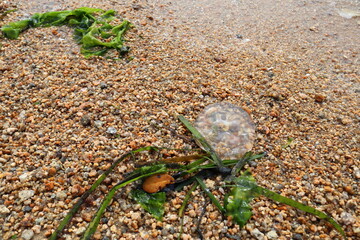 浜辺に打ち上げられた透明なクラゲ