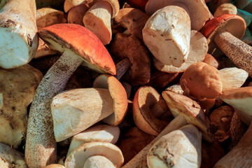 Porcini mushrooms collected in the forest. Mushroom picking season. How to pick mushrooms correctly