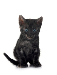 bengal kitten in studio