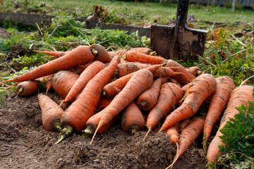 Just uprooted juicy carrots in vegetable bed, carrots growing in garden, harvest of carrots in field, agriculture concept