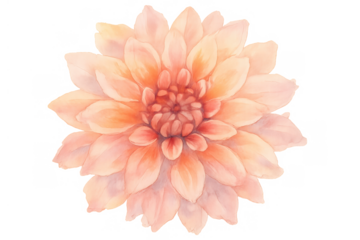 Pink peach dahlia flower watercolor painting isolated, botanical illustration, bloom, transparent background