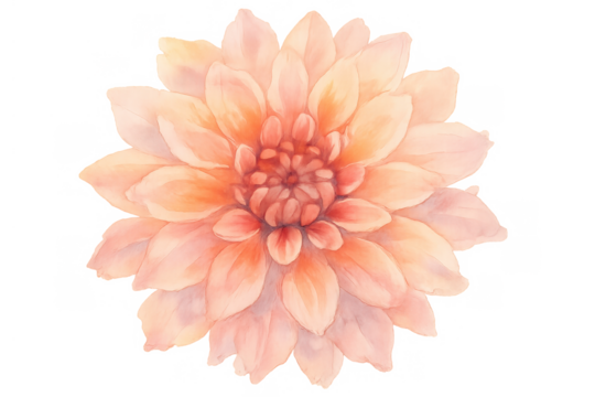 Pink peach dahlia flower watercolor painting isolated, botanical illustration, bloom, transparent background - Powered by Adobe
