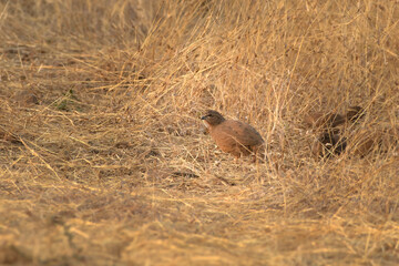 Rock Bush Quail at Bhigwan in Maharashtra, India