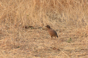 Rock Bush Quail at Bhigwan in Maharashtra, India