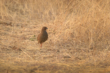 Rock Bush Quail at Bhigwan in Maharashtra, India