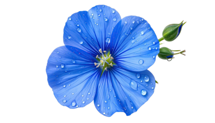 Blue flower with water droplets on petals against black backdrop