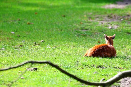 moor kob Resting in a Sunny Green Field