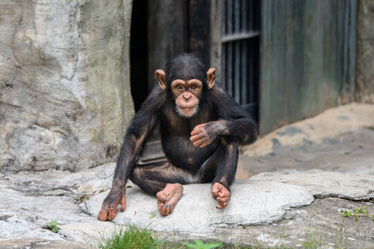 The chimpanzee sat on the ground.