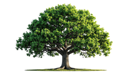 Lush, sprawling tree with vibrant green foliage