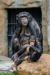 Two chimpanzees at the zoo