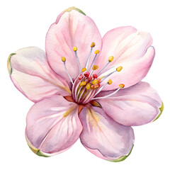 Elegant Watercolor Flowers Clipart: Peony, Orchid, and Sunflower Blooms for Spring & Summer Design