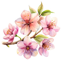 Elegant Watercolor Flowers Clipart: Peony, Orchid, and Sunflower Blooms for Spring & Summer Design