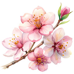 Elegant Watercolor Flowers Clipart: Peony, Orchid, and Sunflower Blooms for Spring & Summer Design