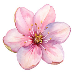 Elegant Watercolor Flowers Clipart: Peony, Orchid, and Sunflower Blooms for Spring & Summer Design