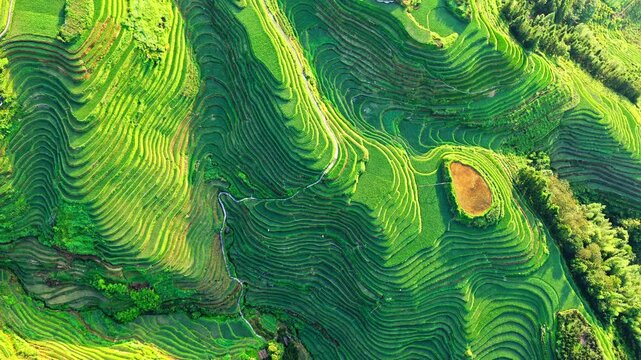 Aerial view of lush green terraced rice fields creating a natural pattern in the mountains.