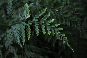 Dark Forest Fern: Moody Green Macro Detail