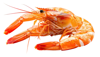 Cooked prawn showing curved form, orange color, and fine antennae