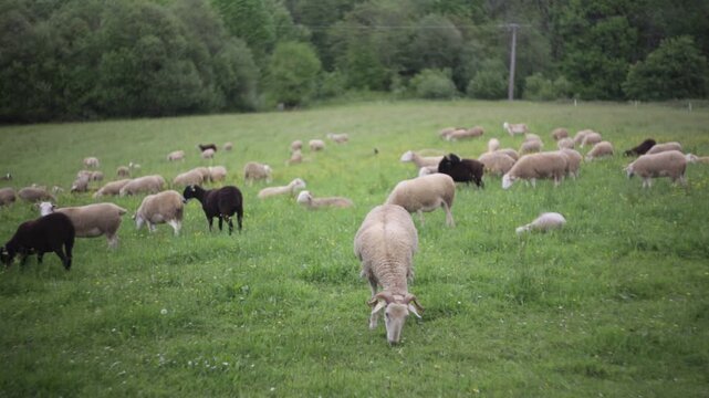 Des brebis broutent dans une prairie au printemps dans le B&eacute;arn, Pyr&eacute;n&eacute;es