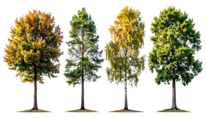 Fototapeta premium Four trees showing seasonal foliage variations on black ground